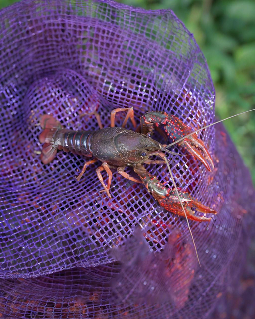 garbage plastic mesh bag for Aquaculture Industry